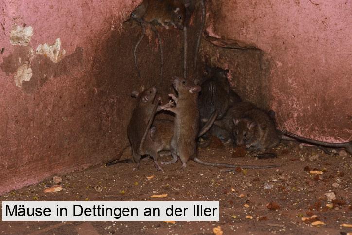 Mäuse in Dettingen an der Iller